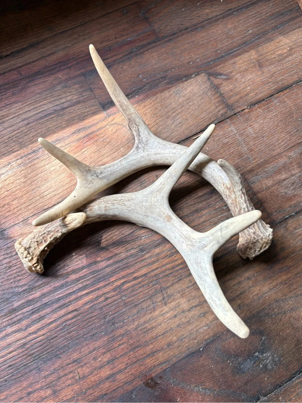 Naturally Shed Whitetail Deer Antlers